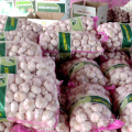 cheap price normal white garlic 20kg bag for Pakistan